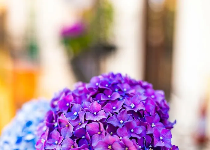 Amuri Holiday Apartment تْشيفالو